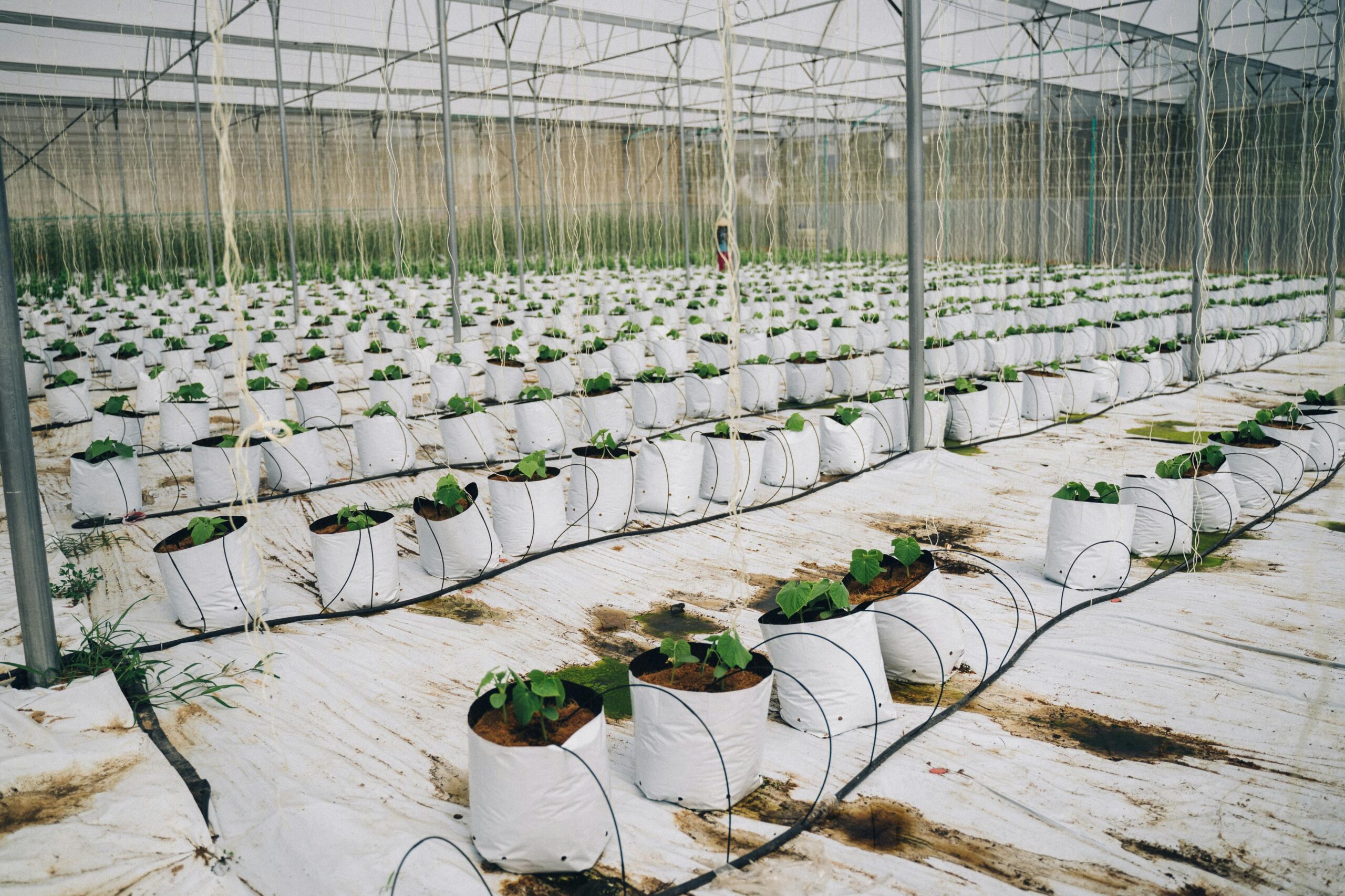 Agro Industry
